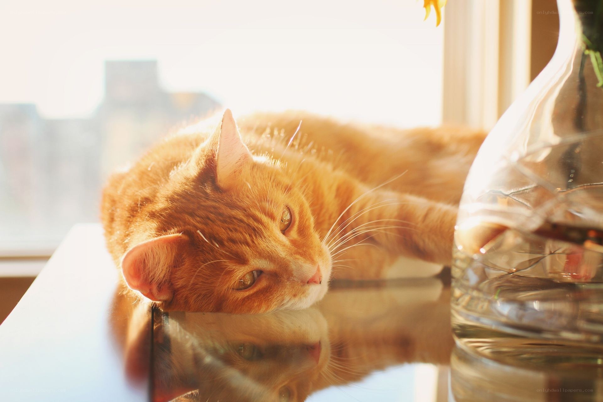 Orange cat in sunlight