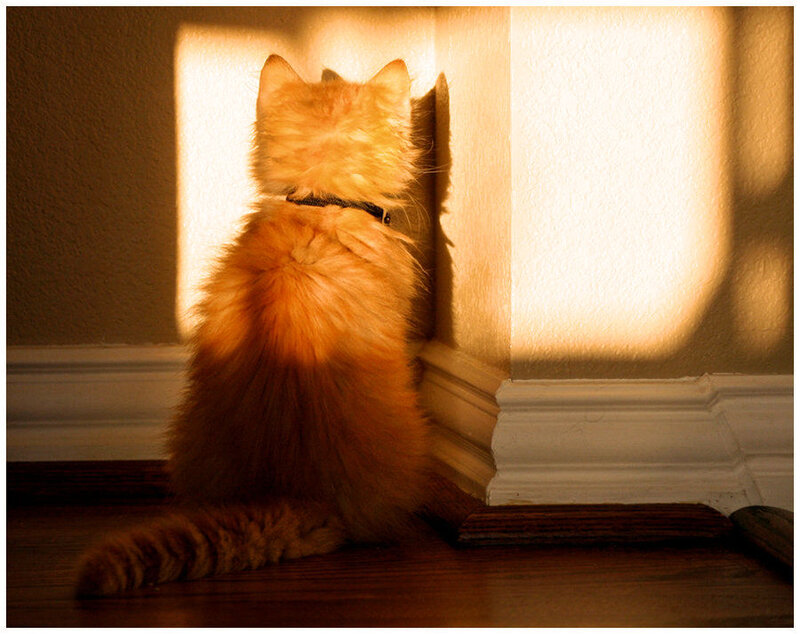 Orange Cat in Sunlight — Serene