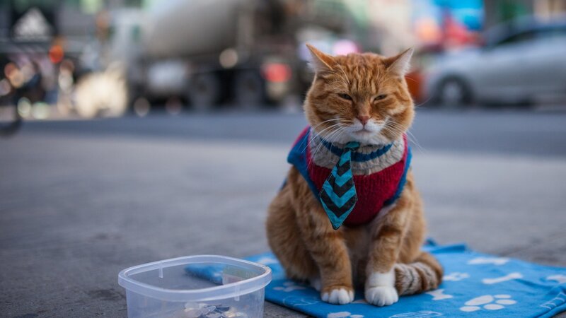 Orange Cat in Sweater — Calm, Afternoon, Photograph