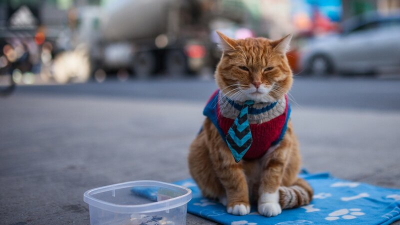 Orange Cat in Sweater — Calm, Afternoon, Photograph, Tie
