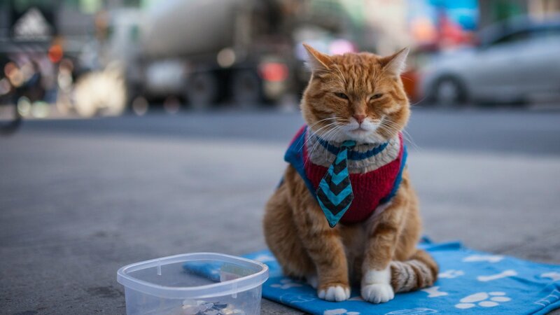 Orange Cat in Sweater — Calm, Afternoon