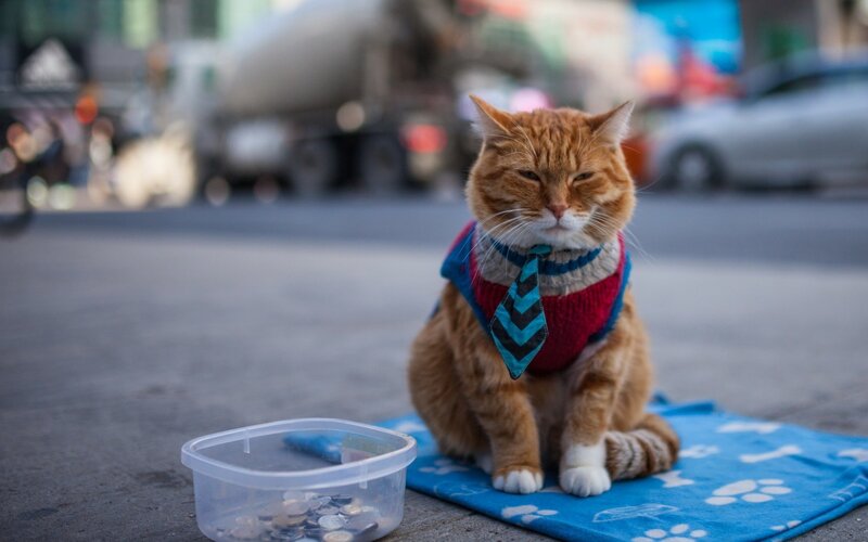 Orange Cat in Sweater — Calm