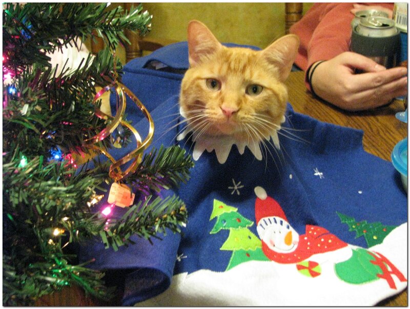 Orange Cat in Sweater