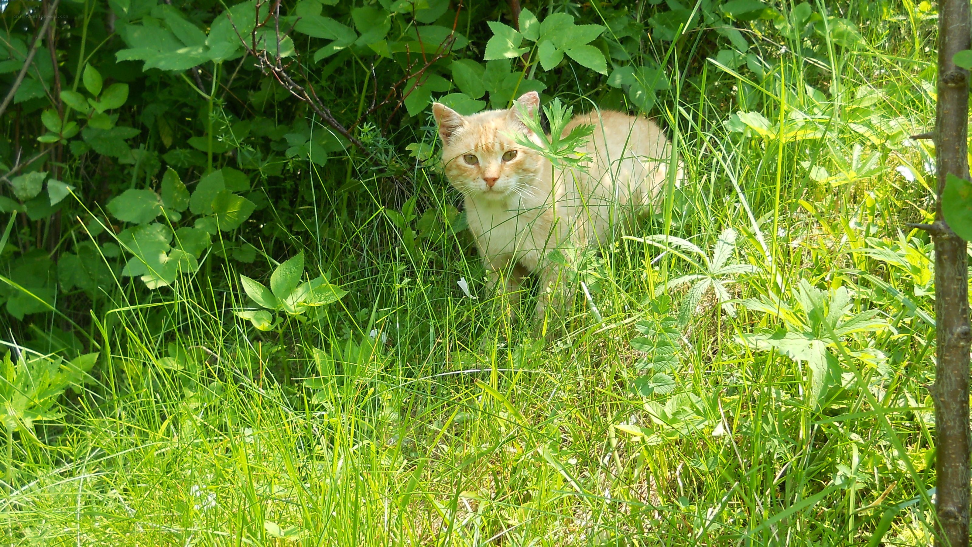Orange cat in tall grass