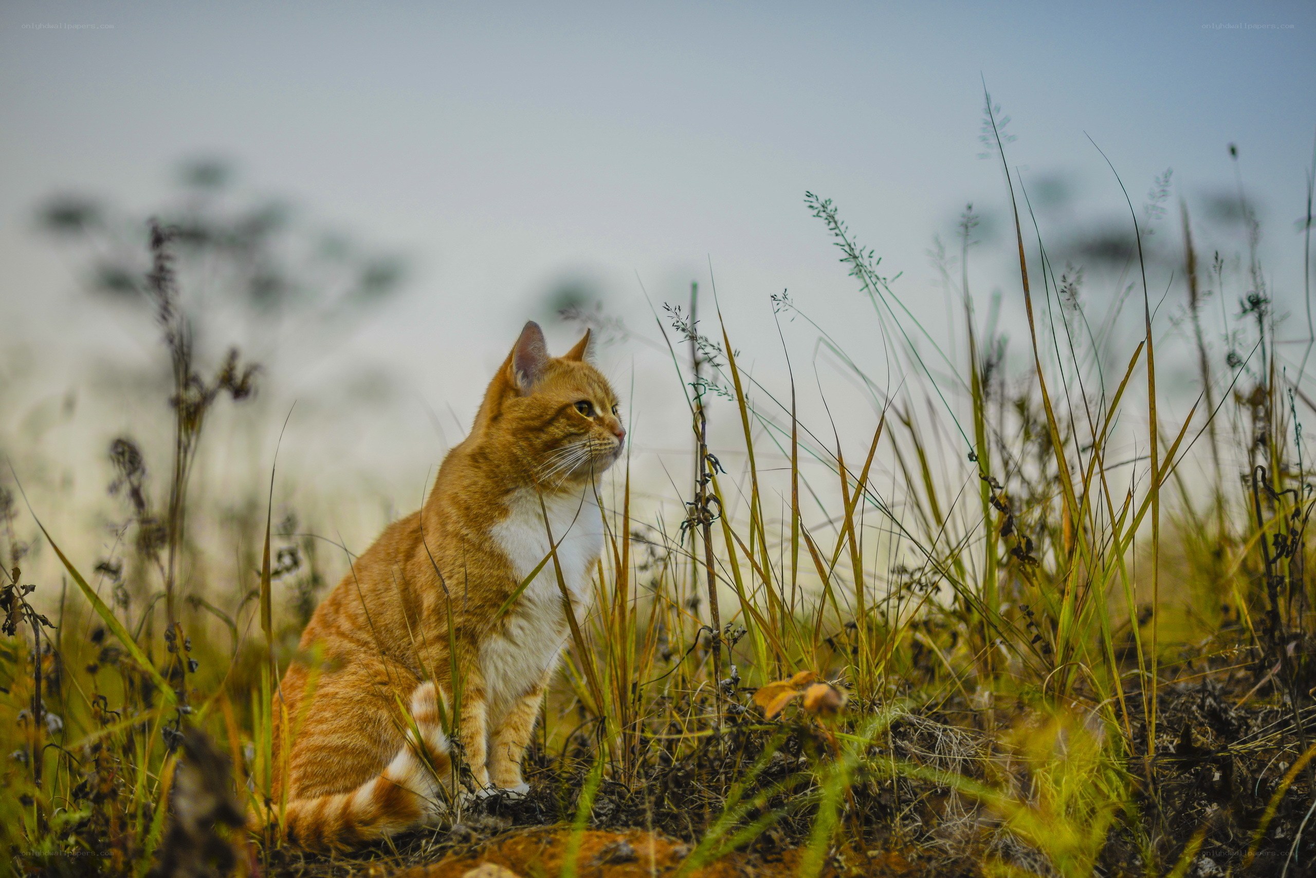 Orange cat in tall grass