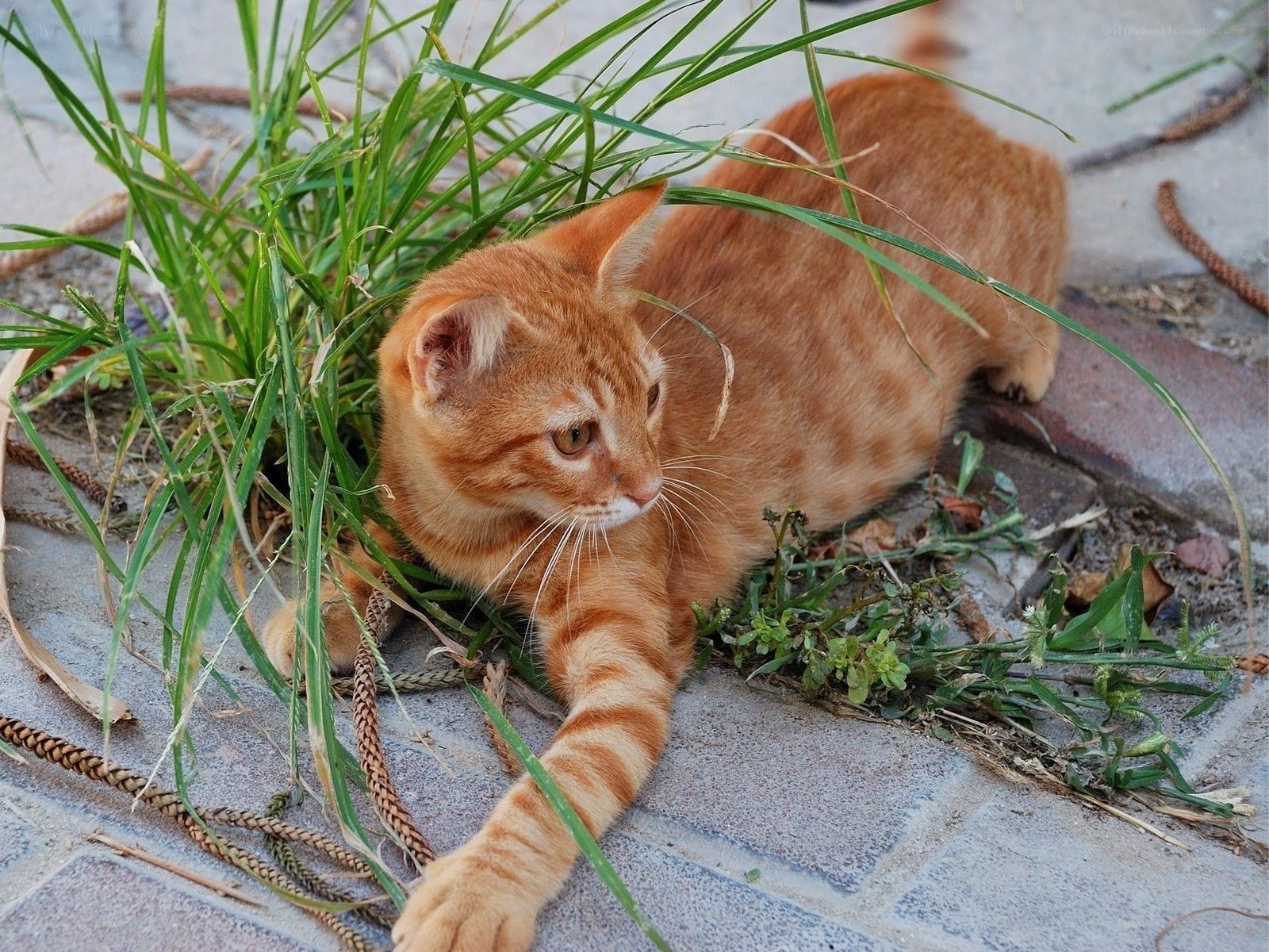 Orange cat in the grass