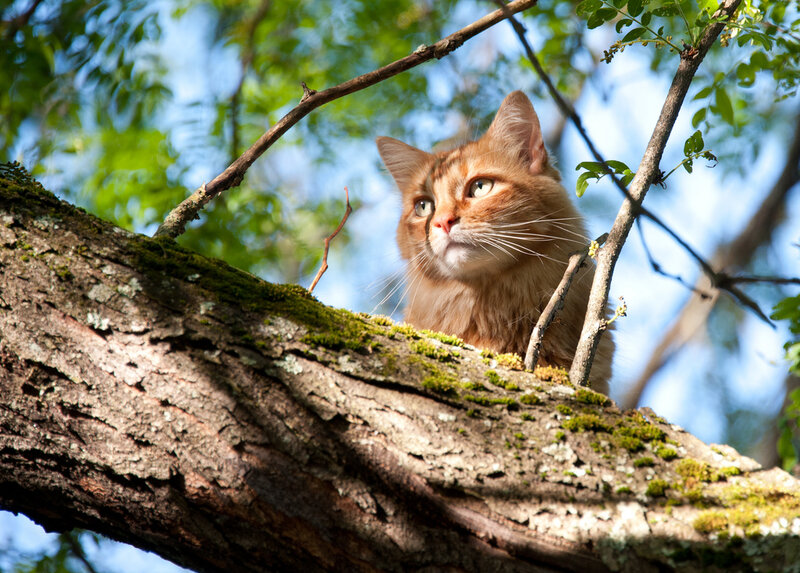 Orange Cat in Tree — Brown