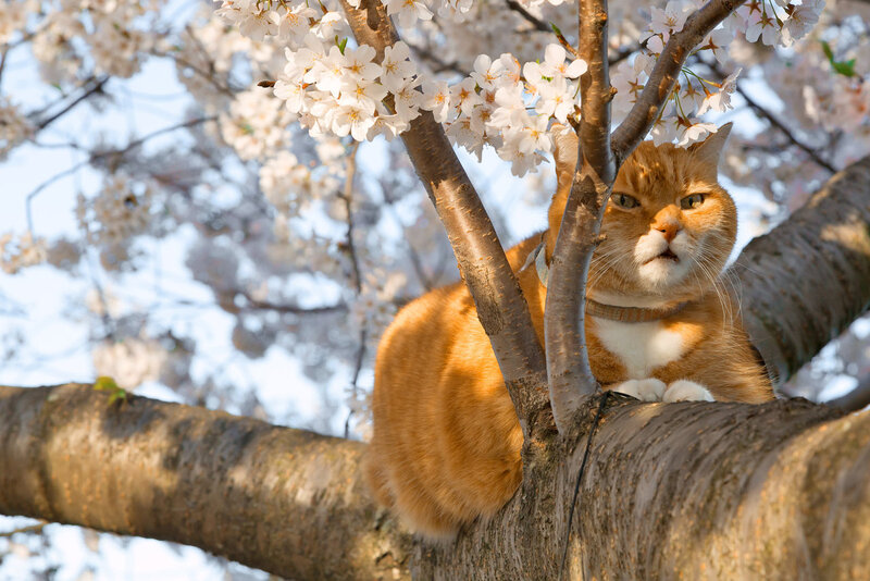 Orange Cat in Tree — Calm, Spring