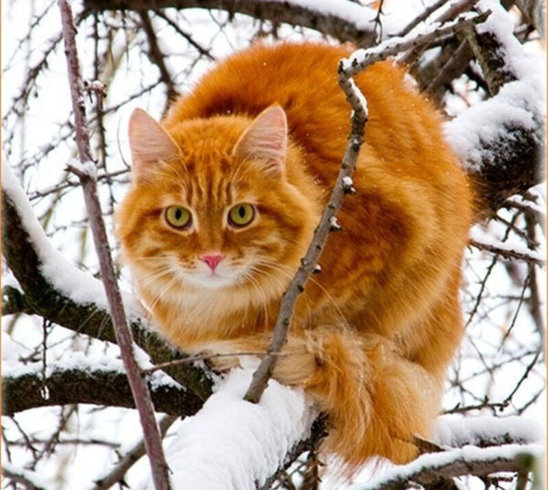 Orange Cat in Tree — Calm