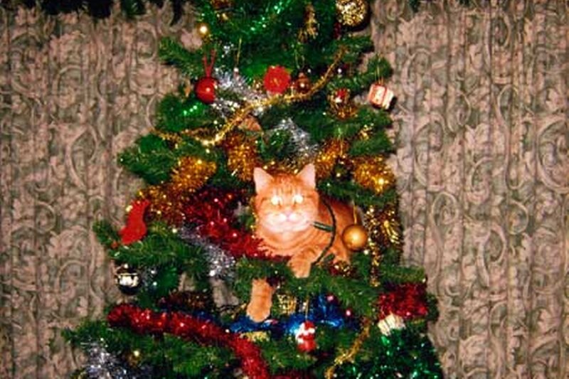 Orange Cat in Tree — Green