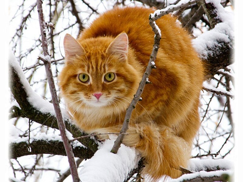 Orange Cat in Tree