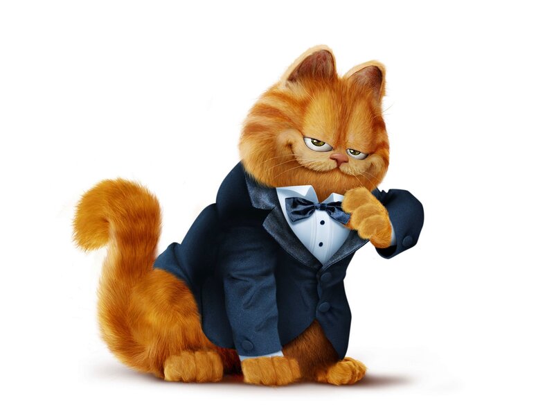 Orange Cat in Tuxedo