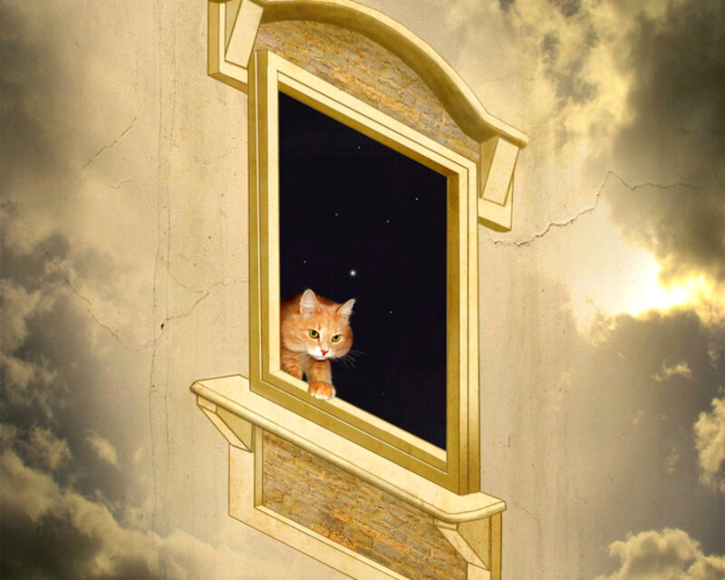 Orange Cat in Window