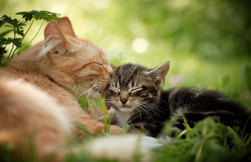Orange Cat Licking Kitten — Green