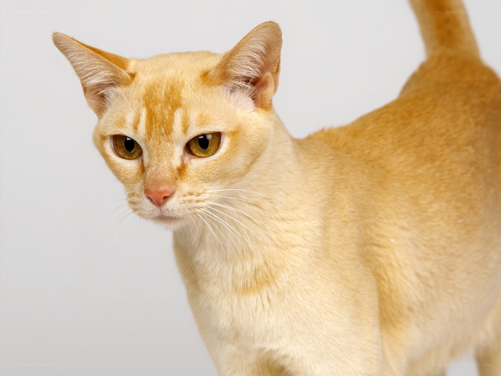 orange cat looking at camera