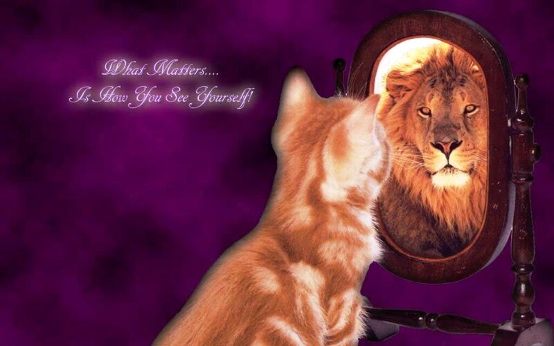 Orange Cat Looking in Mirror