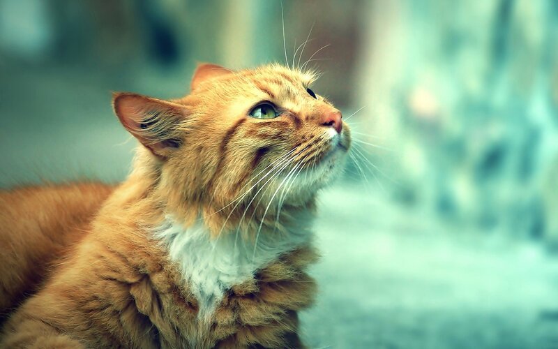 orange cat looking up