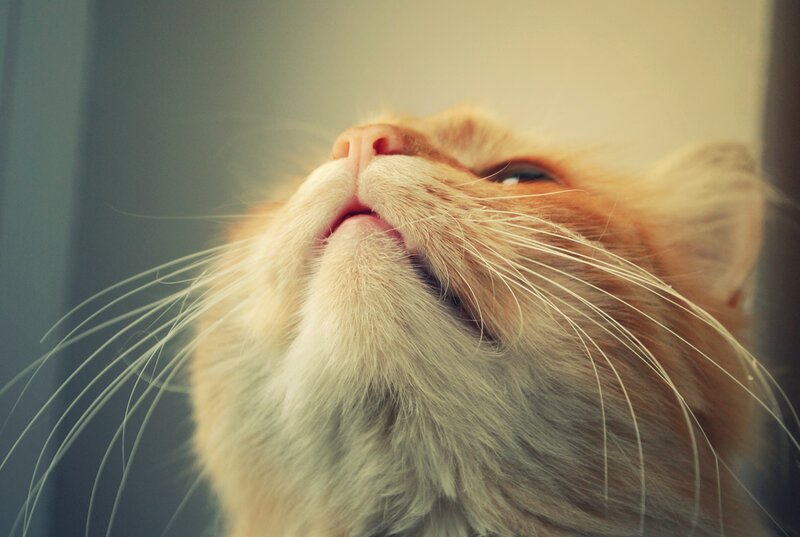 Orange Cat Looking Up — Calm, Photograph, Whiskers