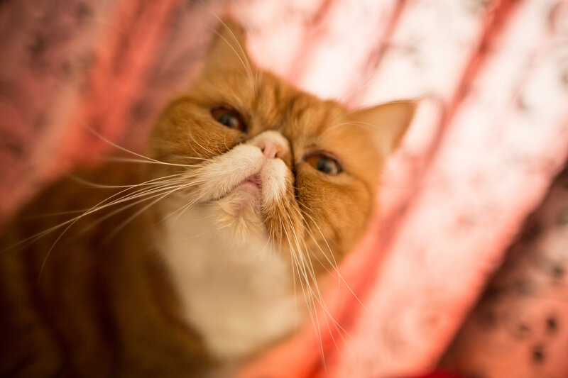 Orange Cat Looking Up — Curious