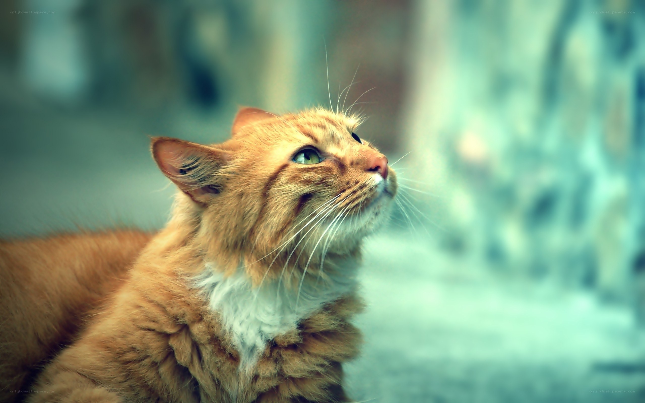 orange cat looking up
