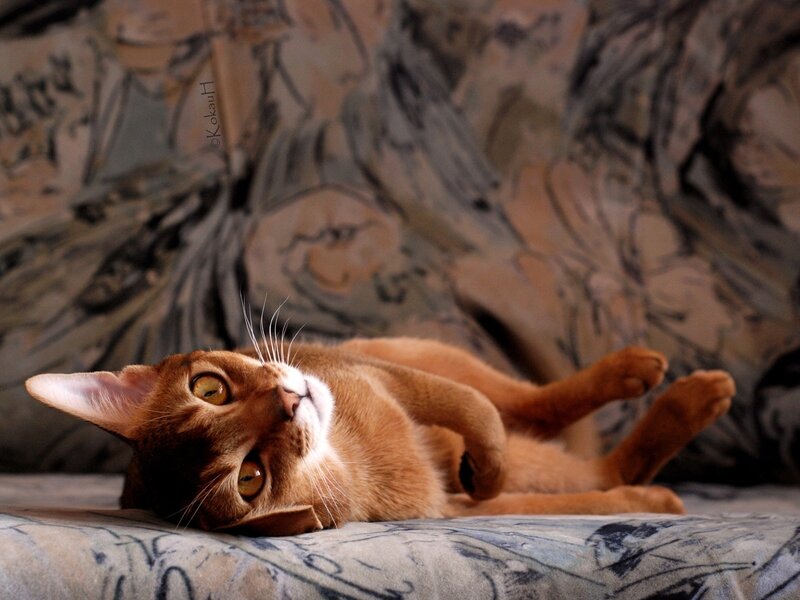 Orange Cat Lying Down — Brown, Relaxed, Photograph, Couch