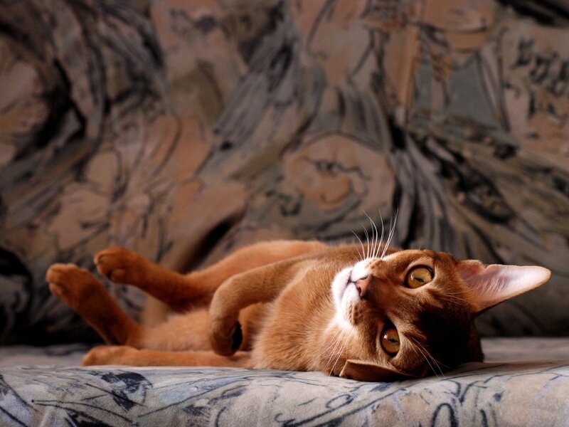Orange Cat Lying Down — Brown, Relaxed