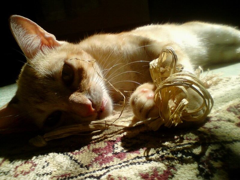 Orange Cat Lying Down — Brown