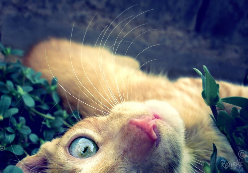 Orange Cat Lying Down — Calm, Afternoon, Photograph