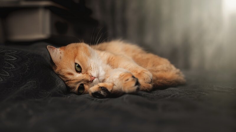 Orange Cat Lying Down — Calm, Photograph, Bed