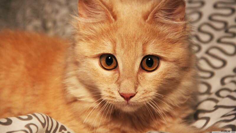 Orange Cat Lying Down — Calm, Photograph, Blanket