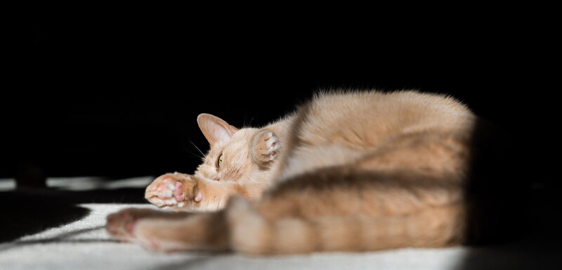 Orange Cat Lying Down — Calm, Photograph, Floor