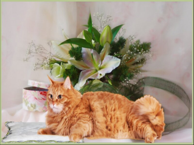 Orange Cat Lying Down — Calm, Photograph, Flowers