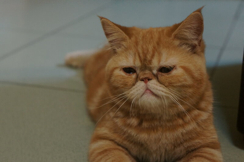 Orange Cat Lying Down — Calm, Photograph