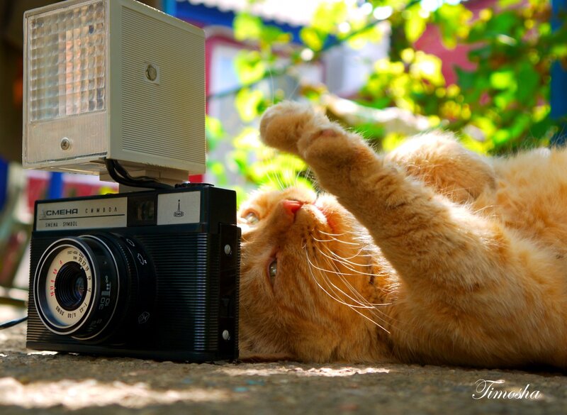 Orange Cat Lying Down — Playful