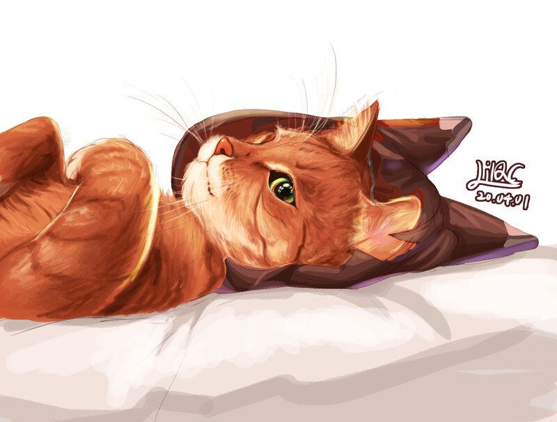 Orange Cat Lying Down — Relaxed