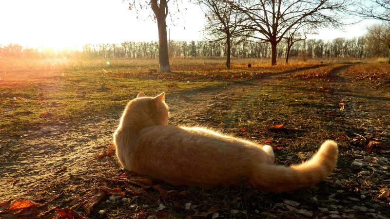 Orange Cat Lying Down — Serene, Sunset
