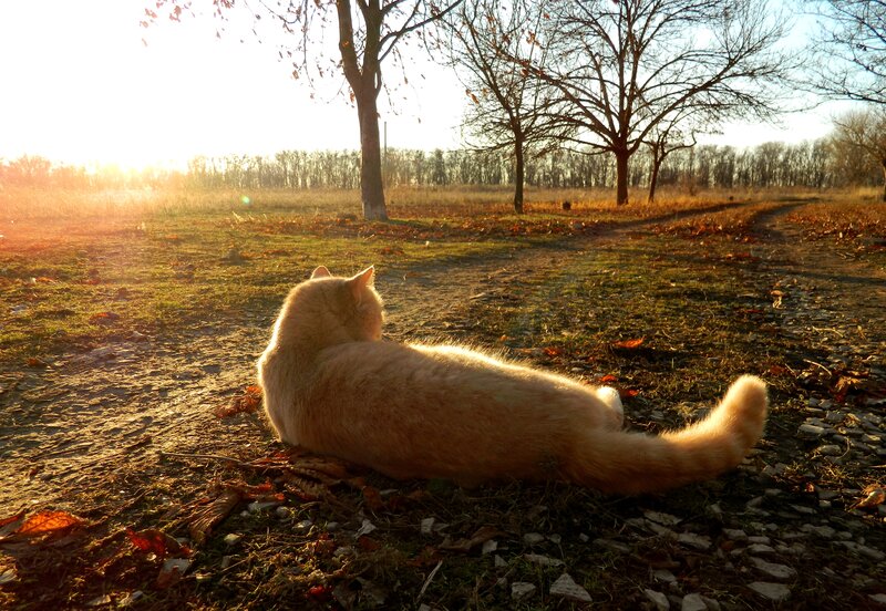 Orange Cat Lying Down — Serene