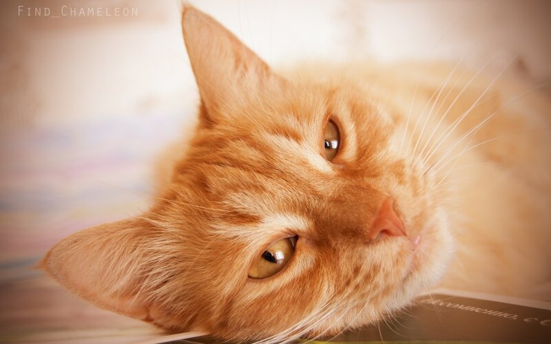orange cat lying down