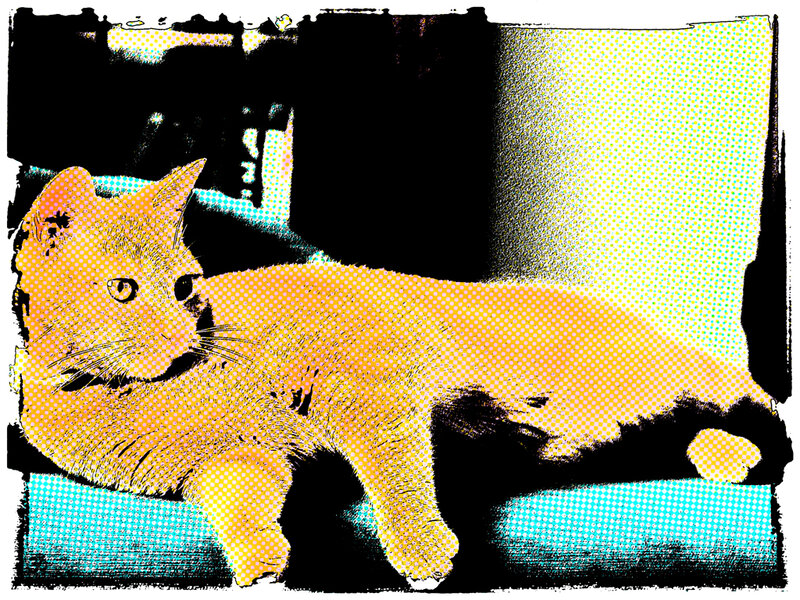 Orange Cat Lying Down — Yellow, Relaxed