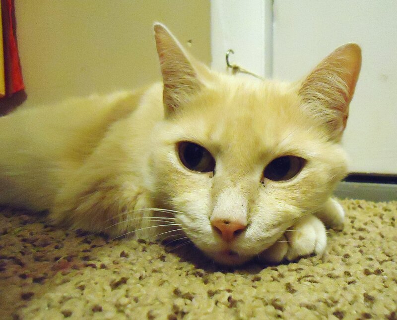 Orange Cat Lying Down — Yellow