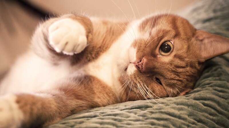orange cat lying on back