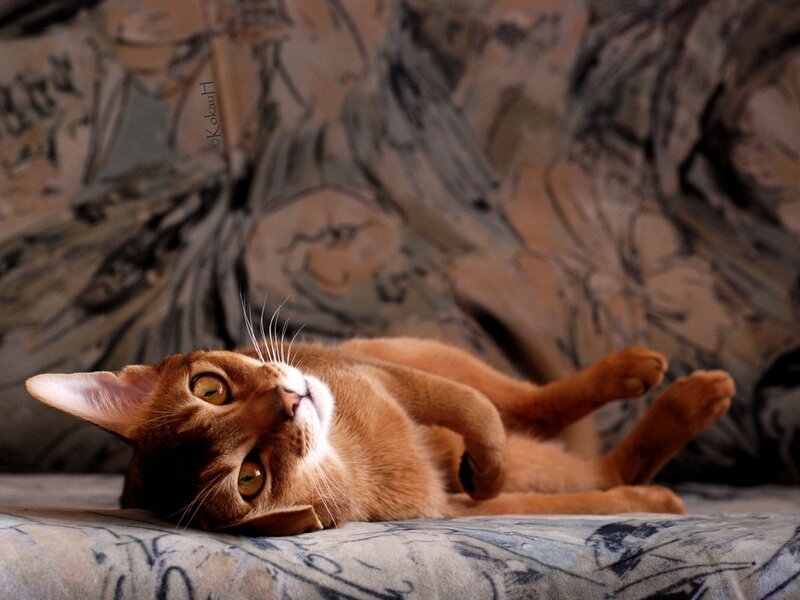 Orange Cat Lying on Back — Brown