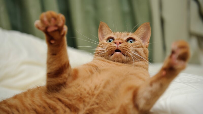 Orange Cat Lying on Back — Playful