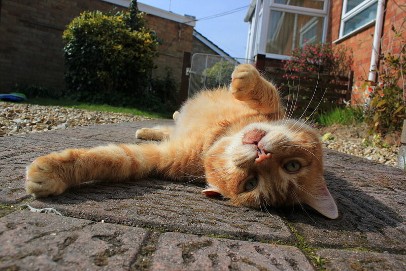 Orange Cat Lying on Back — Relaxed