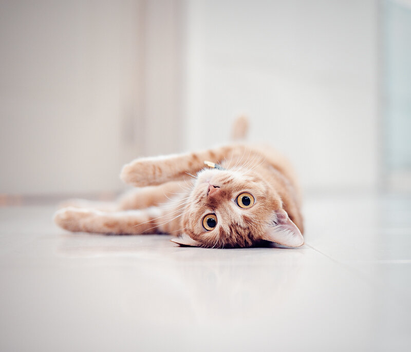Orange Cat Lying on Floor — Calm