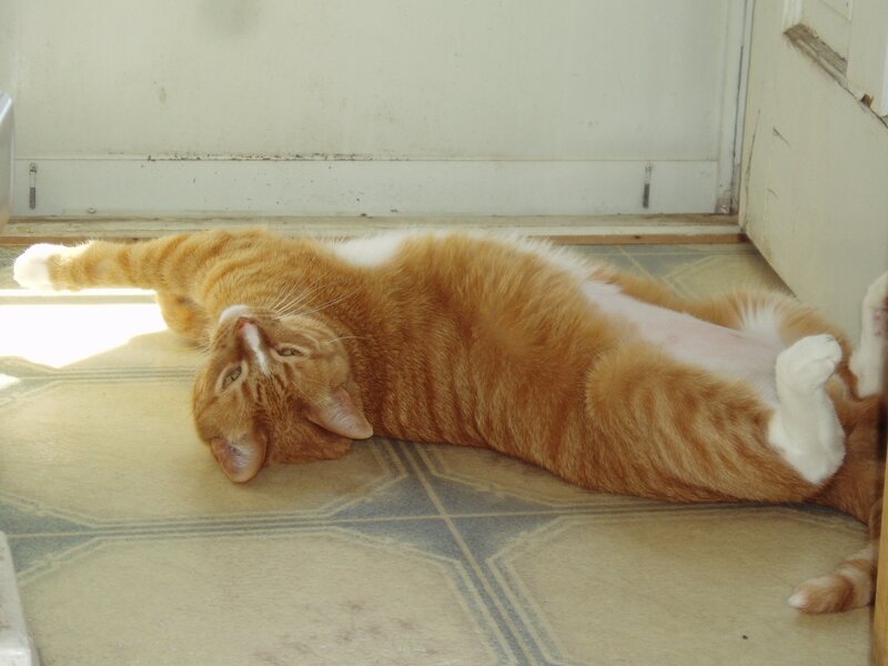 Orange cat lying on floor