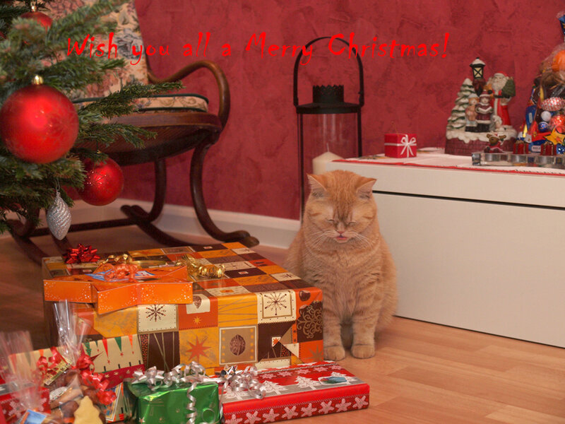 Orange Cat Near Presents