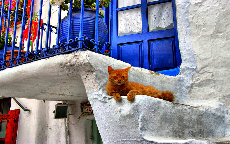 Orange cat on a balcony