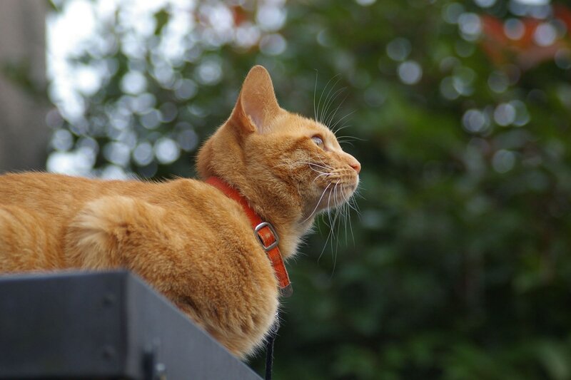 orange cat on a ledge