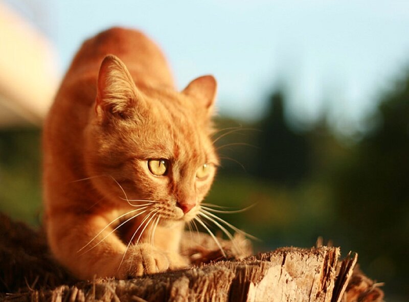 orange cat on a log